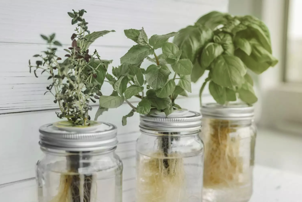 Hydroponics is a fast-catching DIY herb garden idea