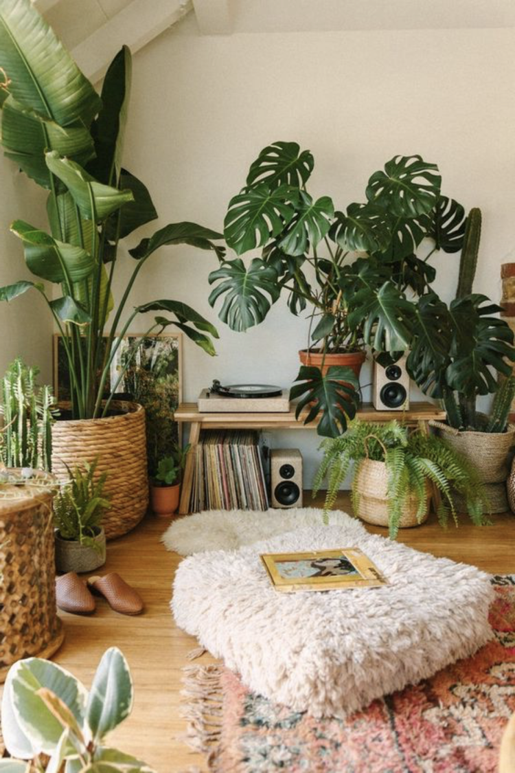 How To Arrange Plants In Living Room? A Complete Guide!