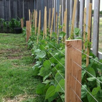 7 Vegetable Garden Fence Ideas to Keep Furries Out - Tricity Property ...