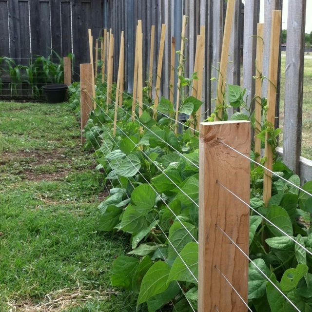 Vegetable Garden Fence Ideas to Keep Furries Out