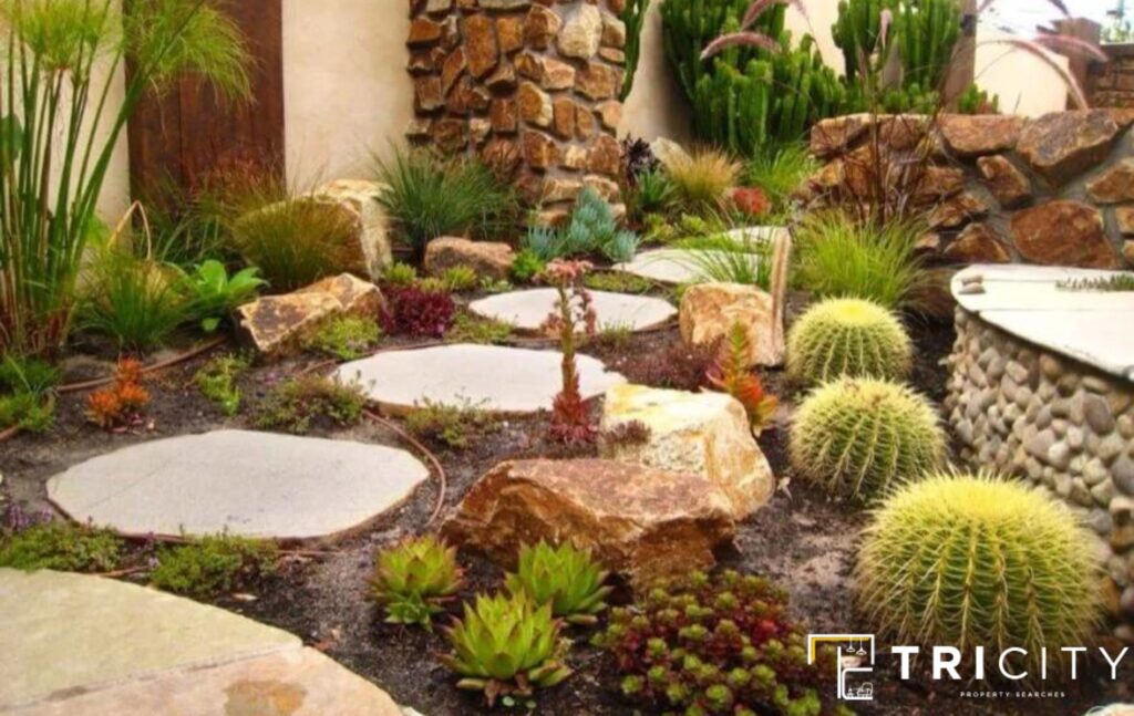 Build a Cacti Backyard Desert