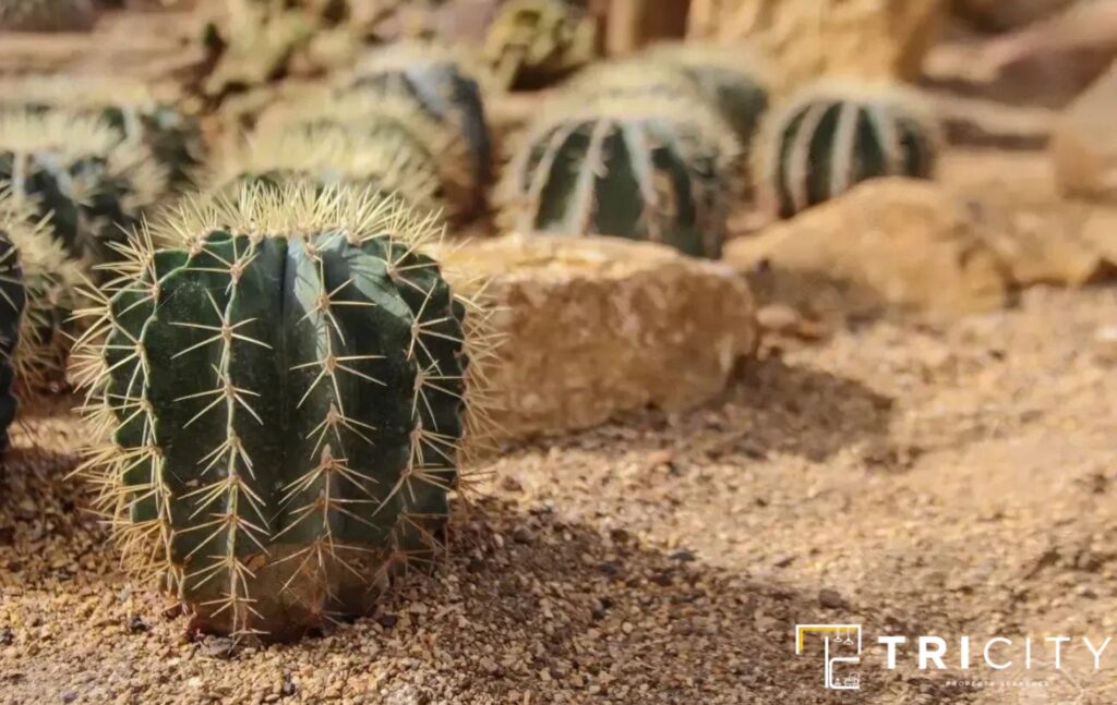Mini desert with a Cacti For Inexpensive Desert Landscaping Ideas 