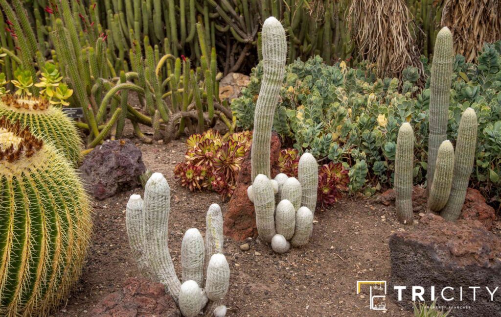 Plant a Tall Cactus With Other Plants