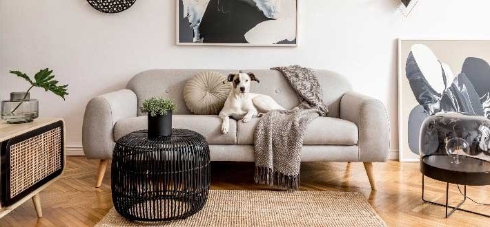 4 Ideas for Decorating Your Wall With Dog Photography