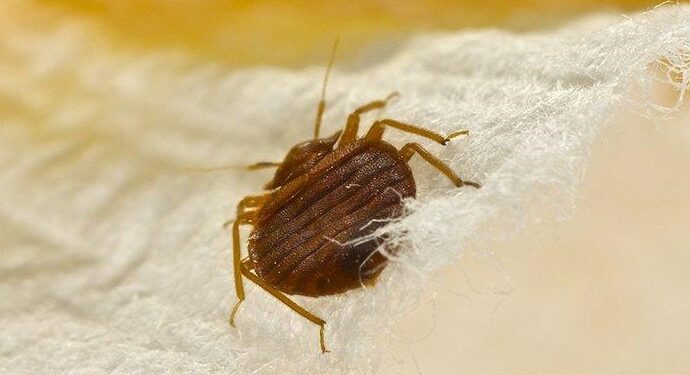 Everything You Know About Bedbugs Is A Lie