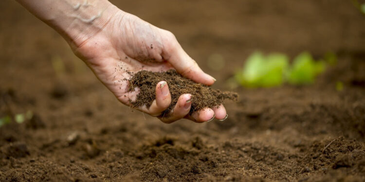 How to Enhance Your Garden Soil