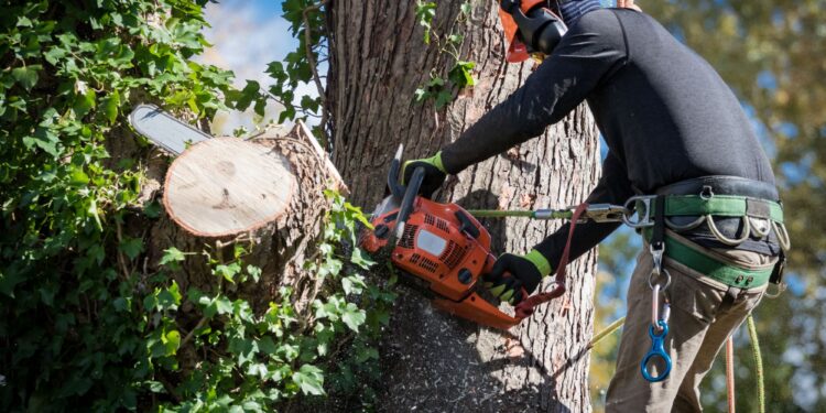 How Professional Tree Service Improves Your Home Value