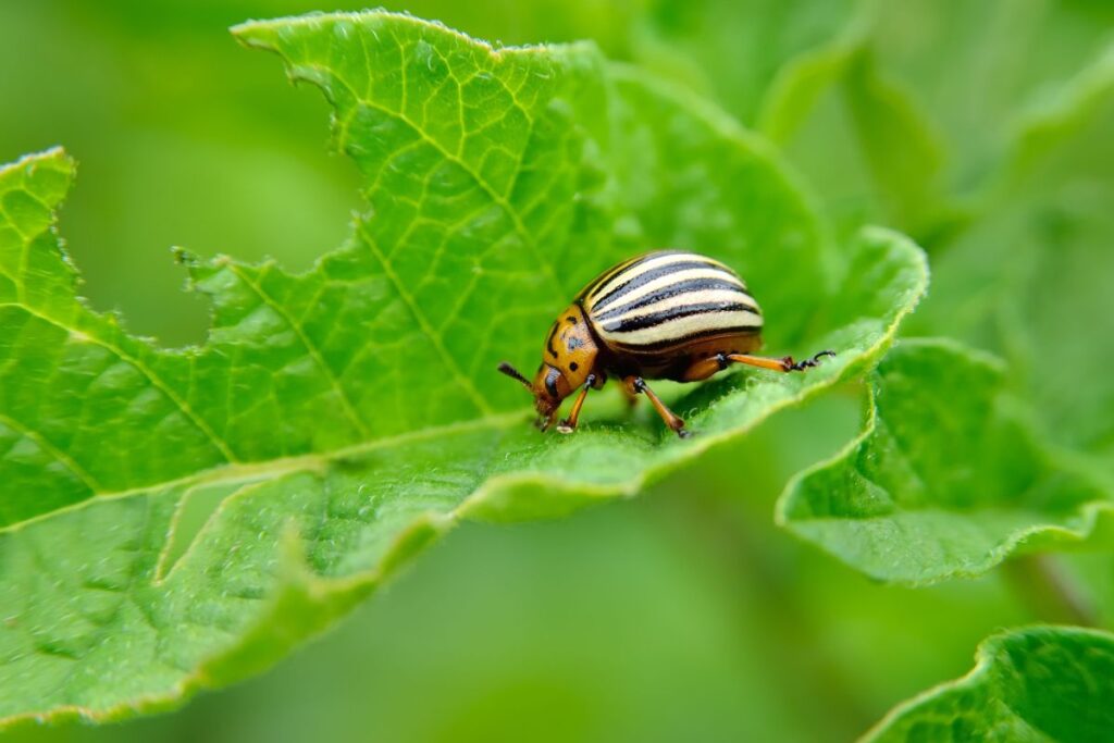 Dealing-with-Common-Pests-and-Diseases